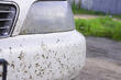 Zo verwijder je snel insectenresten van je auto foto 1