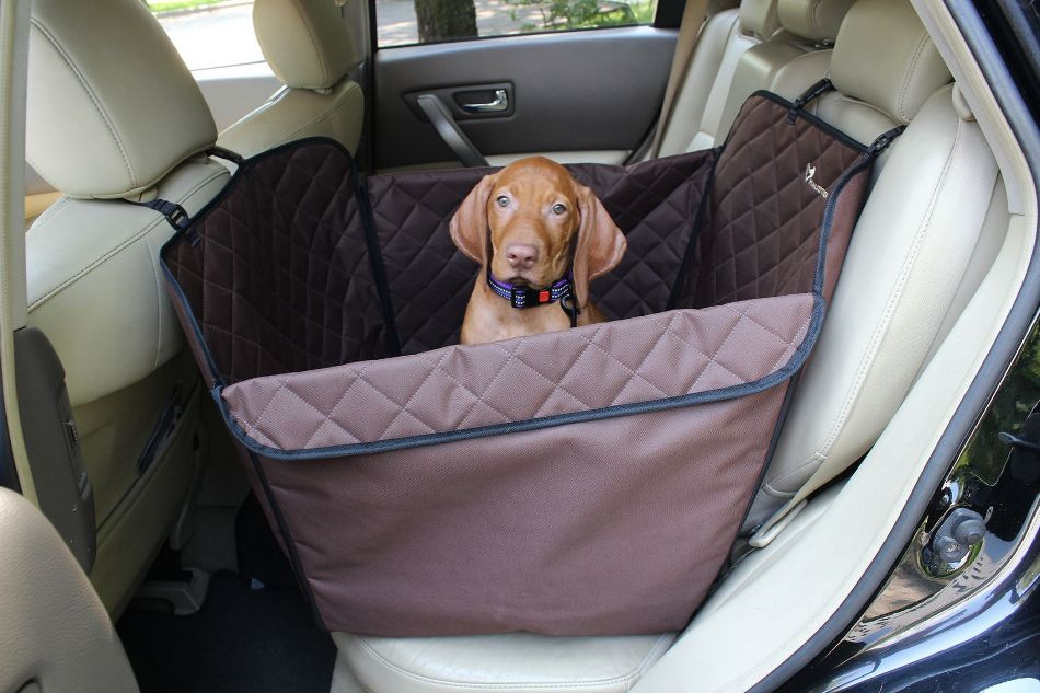 Zo vervoer je je hond veilig in de auto: tips en adviezen