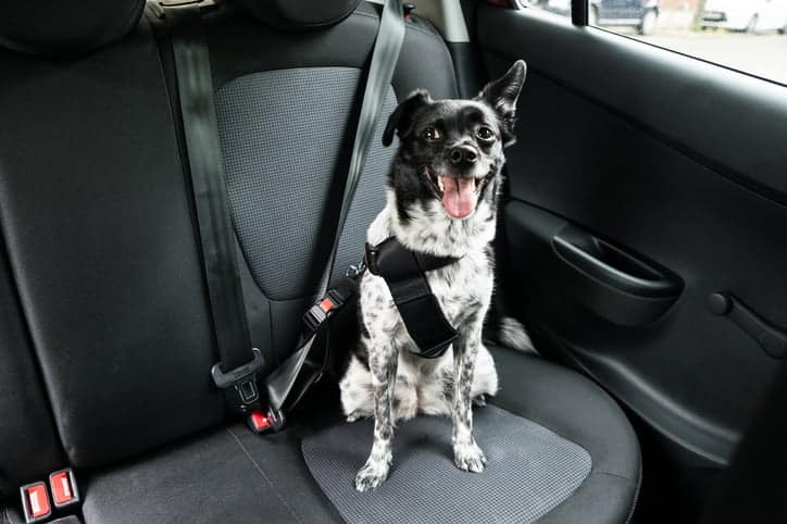 Zo verwijder je dierenharen van autostoelen