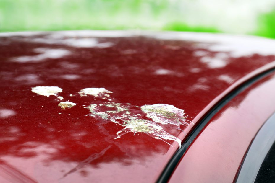 Vogelpoep op je auto: zo verwijder je het zonder lakschade