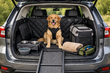 Auto-upgrades voor ritten met je hond: wat echt helpt foto 1